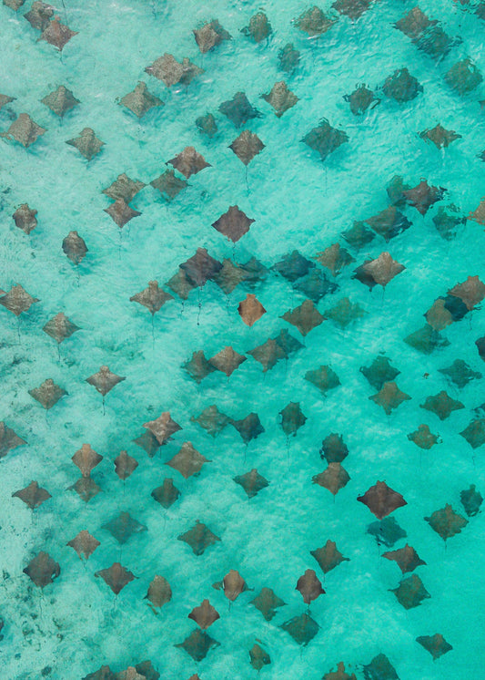 Plaid Ocean