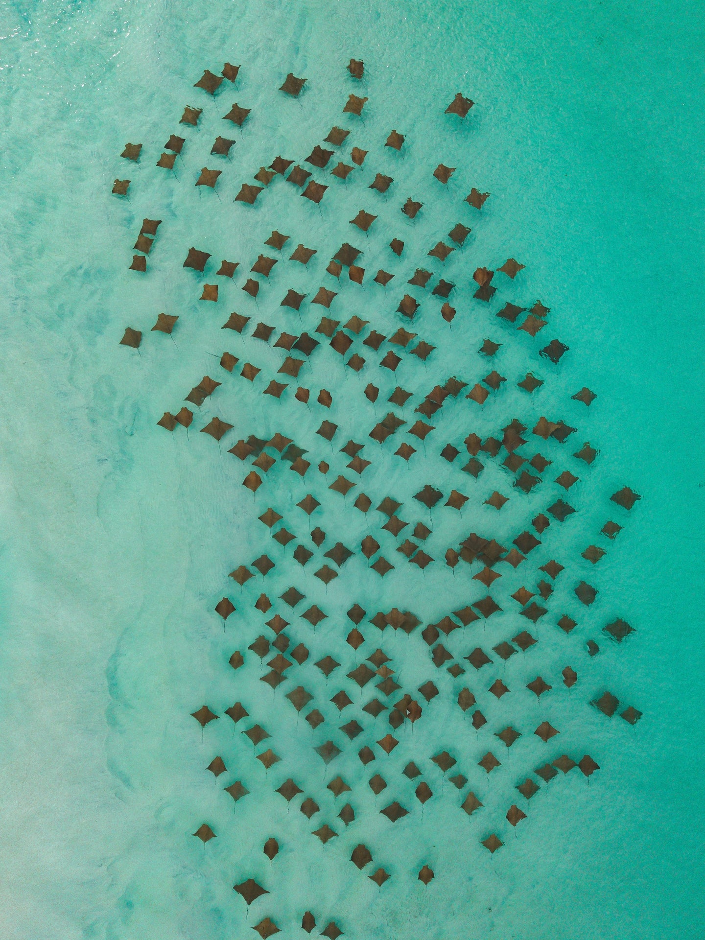 Migration