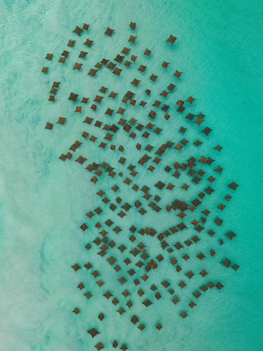 Migration
